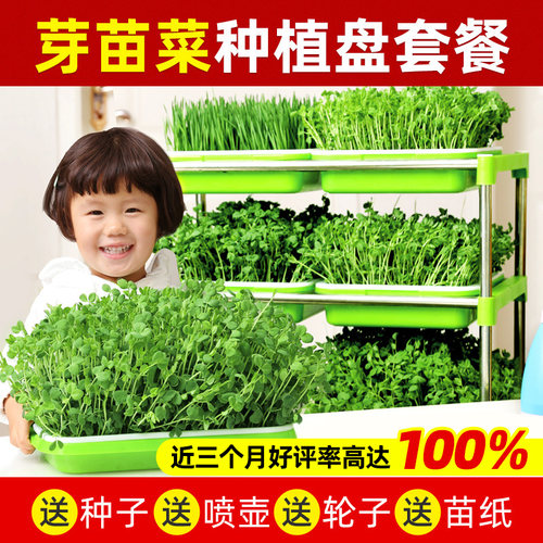 芽苗菜育苗盘绿豆发芽神器实验