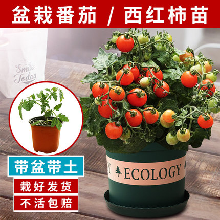 四季小番茄种子苗千禧圣女果矮生西红柿盆栽蔬菜种籽菜苗孑秧果苗