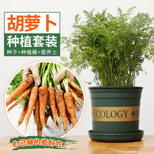 樱桃籽质量怎么样 樱桃籽口碑怎么样 小麦优选