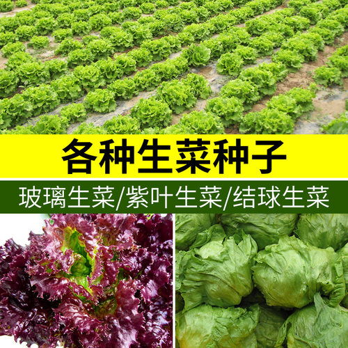 阳台蔬菜蔬菜阳台生菜四季