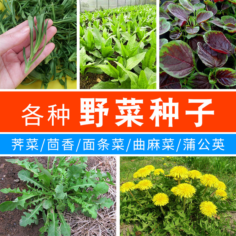 蔬菜田间野菜种子籽苦菜荠菜蒲公英面条菜荆芥龙须菜苋菜冰菜紫苏