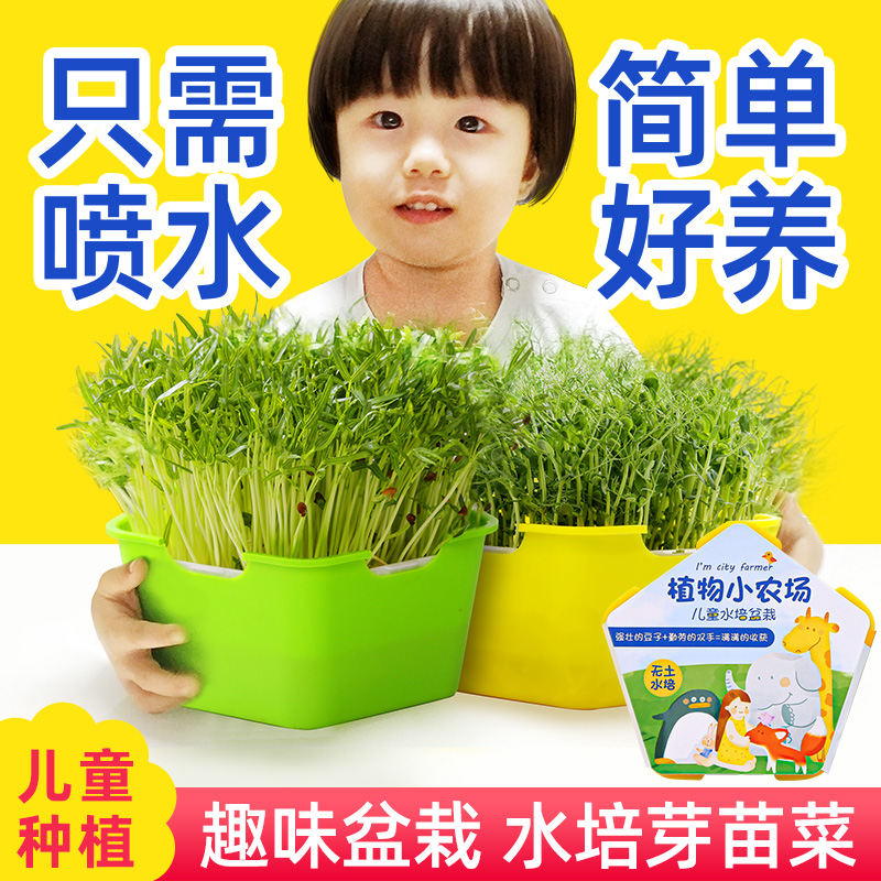 幼儿园植物小盆栽豆芽发芽种菜