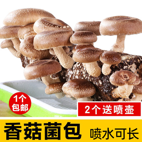 香菇种植包食用菌家庭新鲜