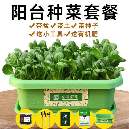 香菜香葱荆芥阳台盆栽蔬菜种子
