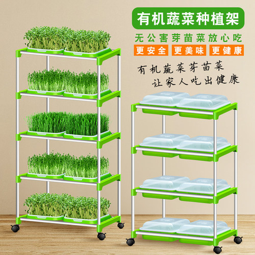 芽苗菜豆芽菜育苗盘发芽