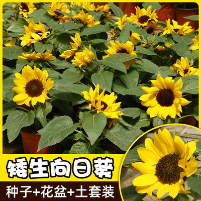 矮生向日葵盆栽种孑籽观赏型