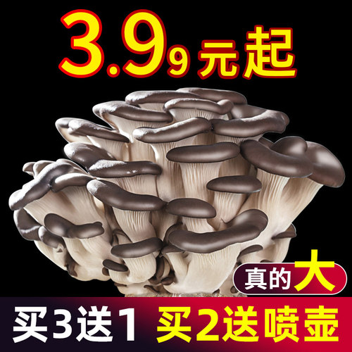 家种食用盆栽新鲜蘑菇菌包
