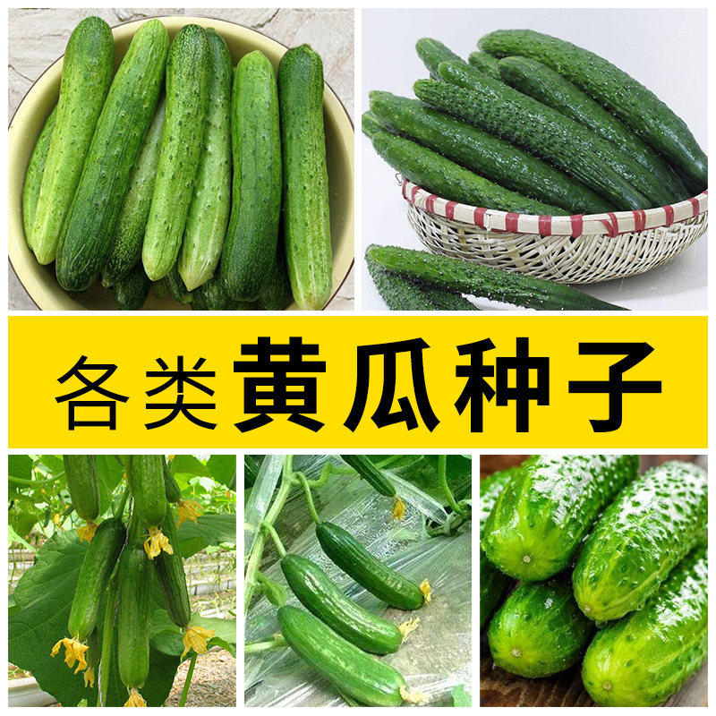 水果黄瓜籽种阳台专用旱黄瓜种子孑春秋夏四季农家蔬菜水果盆栽