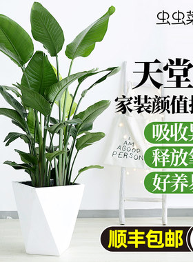 天堂鸟客厅绿植盆栽新房发财树