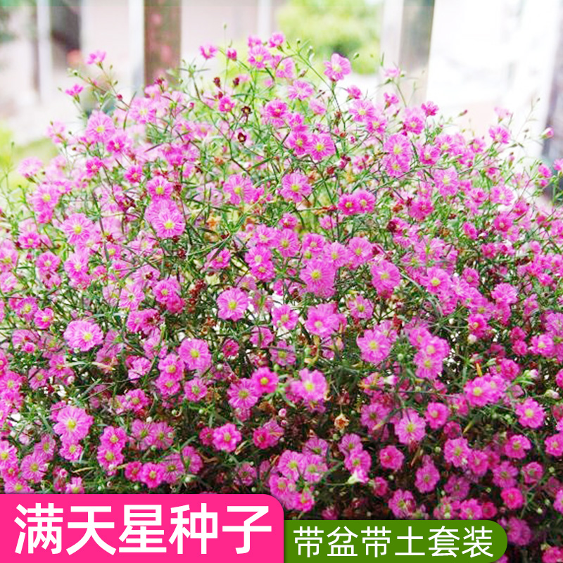 满天星四季向日葵鲜花包邮盆栽