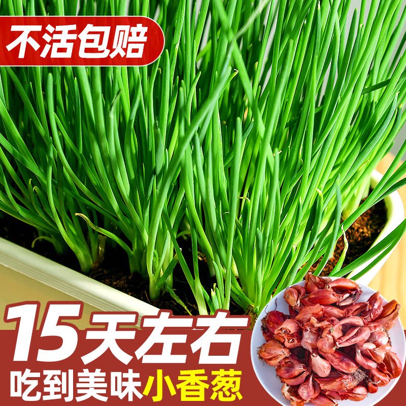 红葱种子葱头小葱四季小香葱种籽红葱头葱苗葱籽香苗火子头孑盆栽
