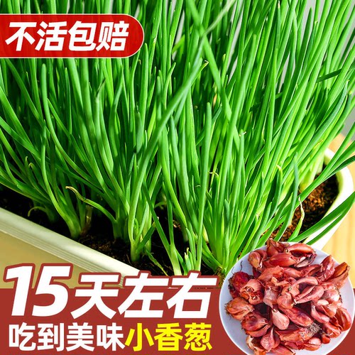 葱头红葱头四季小香葱种子盆栽