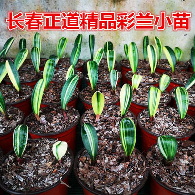 长春君子兰彩兰苗金丝鸳鸯覆轮苗