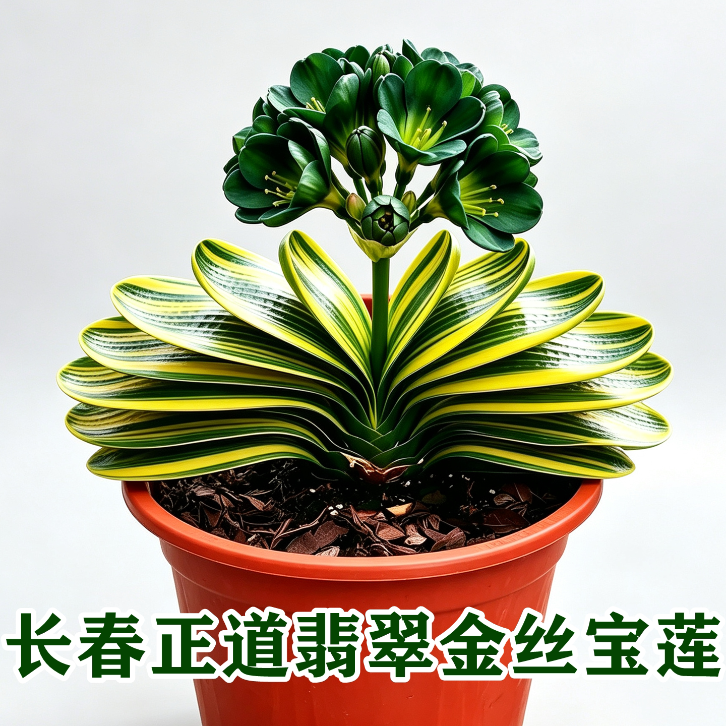 长春正道高档君子兰盆栽 精品绿花翡翠短叶金丝彩兰 金丝宝莲小苗