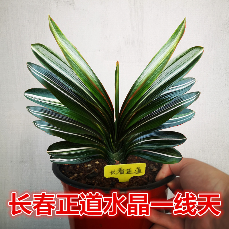长春君子兰一线天彩兰除甲醛