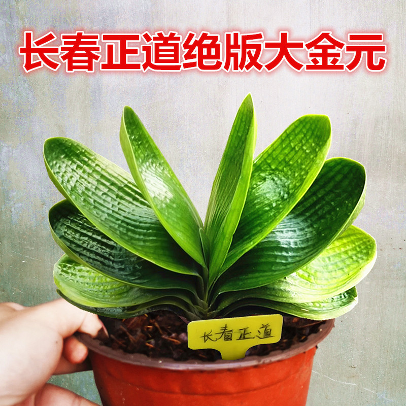 长春新款精品君子兰大金元宝圆头宽叶黄体麻脸油匠珍珠王短叶小苗