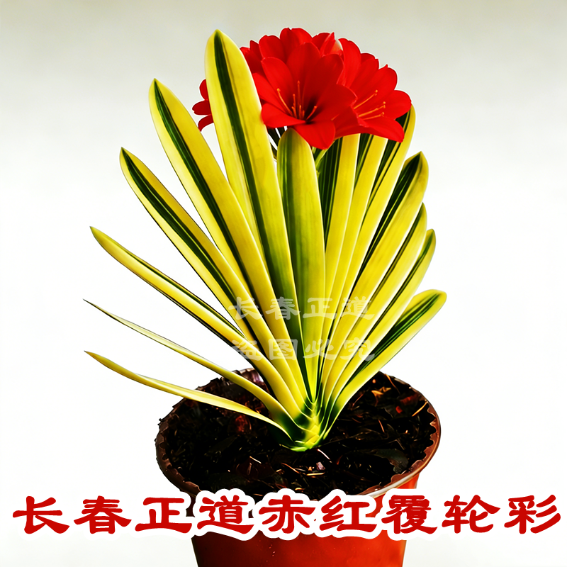 长春正道赤红君子兰彩兰高档盆栽