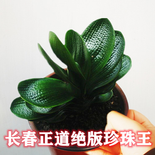 长春名贵君子兰国宝级珍珠王麻脸