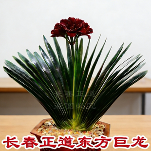 长春正道新品君子兰盆栽国宝级东方巨龙高档立板麻脸宽叶油匠绿植