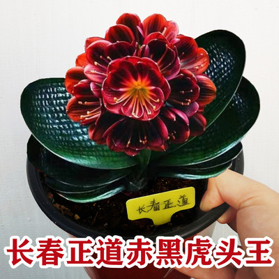 长春君子兰特级圆头麻脸精品短叶