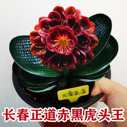长春正道精品君子兰高端虎头红花宽叶圆头短叶坑纹麻脸粗筋黑珍珠