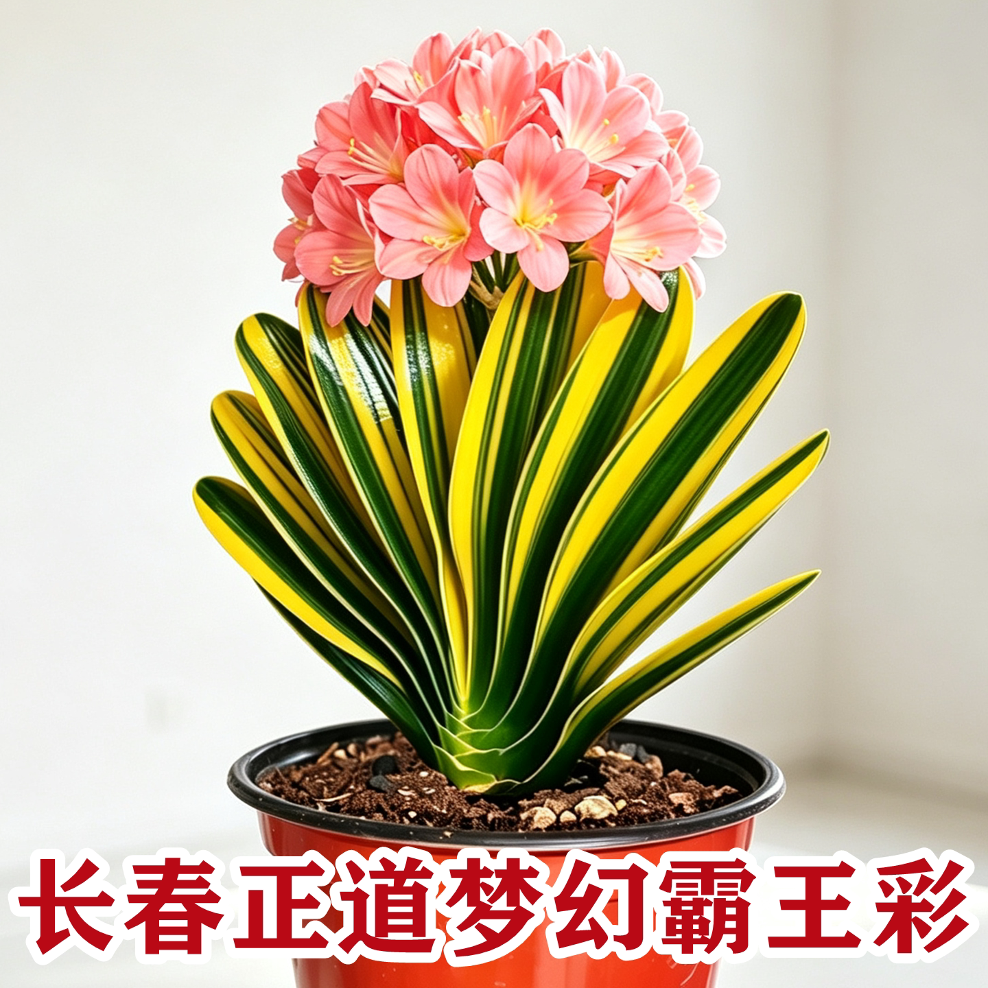 长春正道精品君子兰盆栽 粉花霸王彩兰 高档绿植室内净化空气小苗