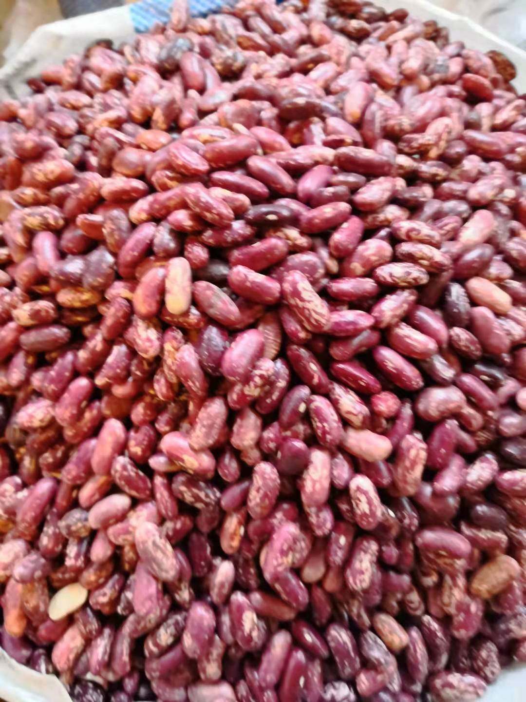 红芸豆一斤500克 花皮饭豆大粒扁花腰豆紫花芸豆 东北农家特产