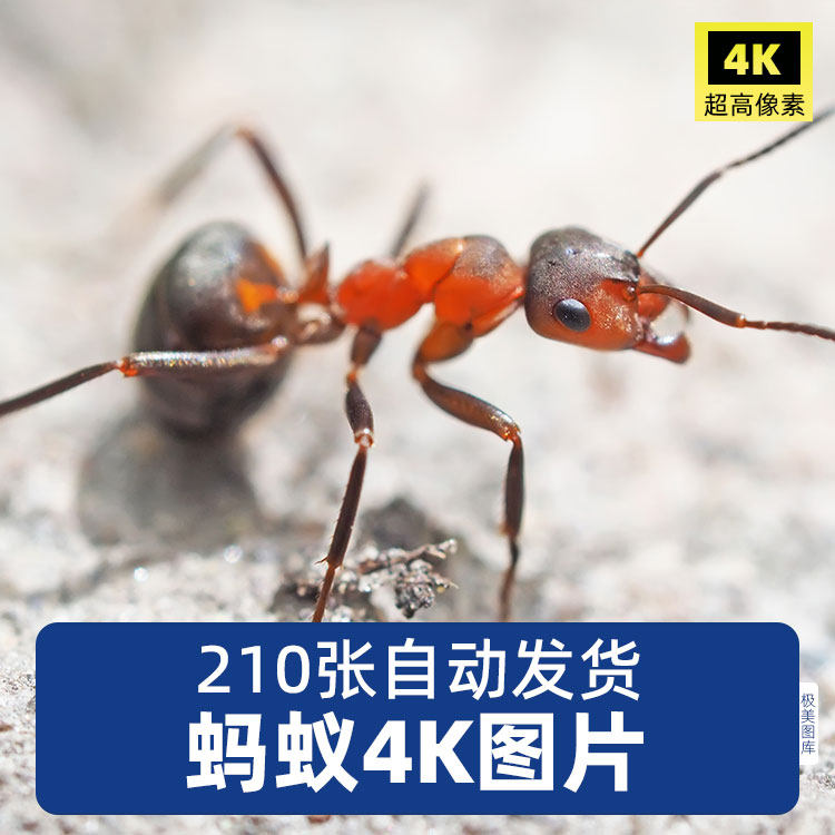 高清4K蚂蚁图片工兵蚁切叶蚁草丛昆虫微距摄影野生动物JPG素材
