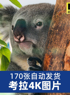 高清4K考拉澳洲树袋熊图片桉树睡觉觅食野生动物摄影照片JPG素材