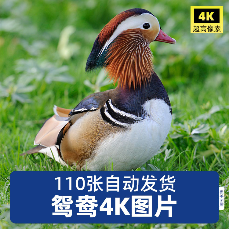 高清4K鸳鸯戏水动物摄影超清照片平面后期海报设计素材JPG图片