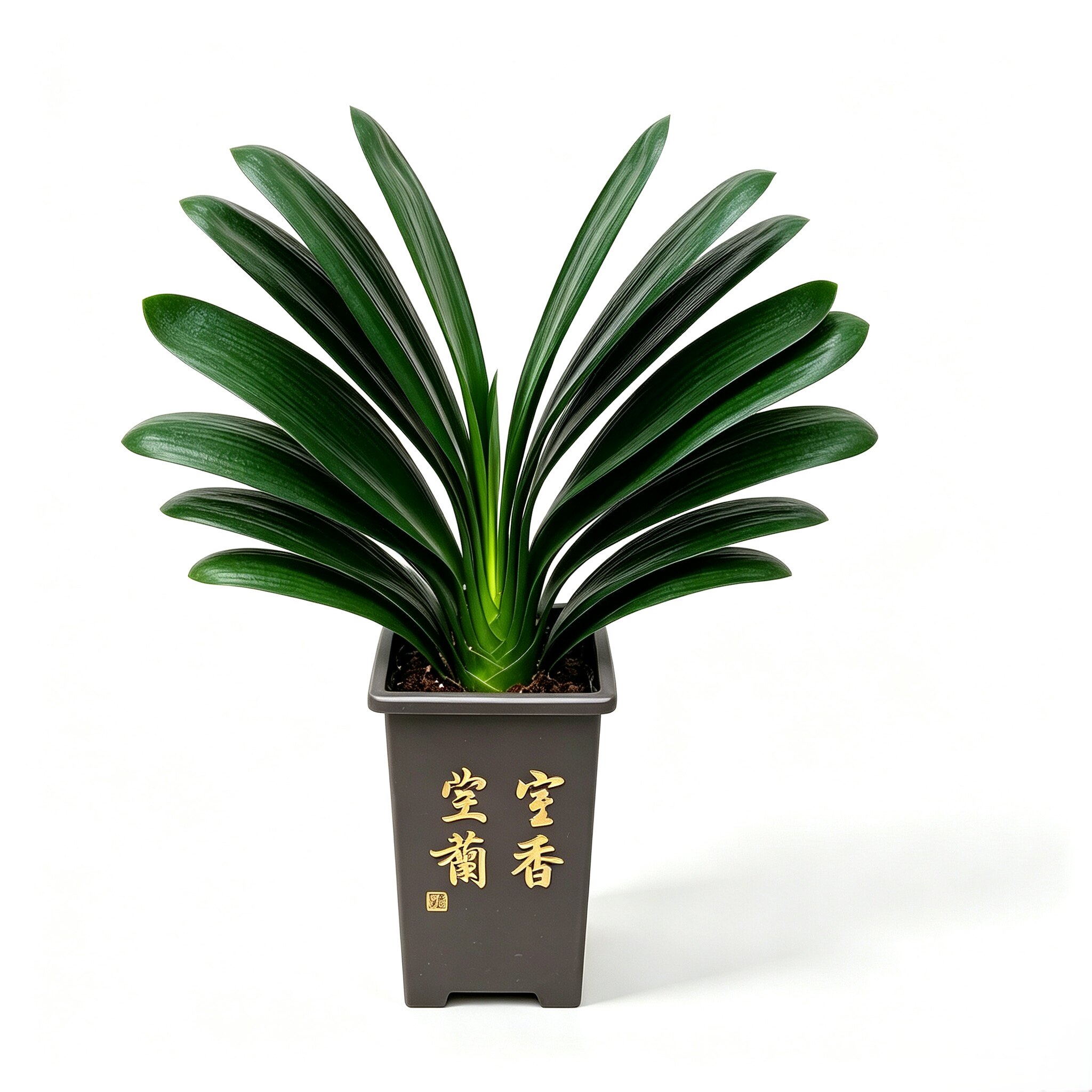 特级君子兰大苗带花苞室内好养