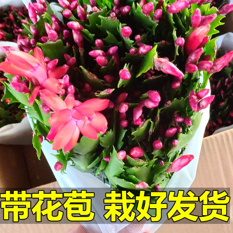 花期带花苞发货原盆原土不拆盆