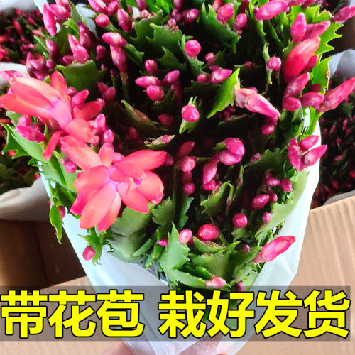 花期带花苞发货原盆原土不拆盆