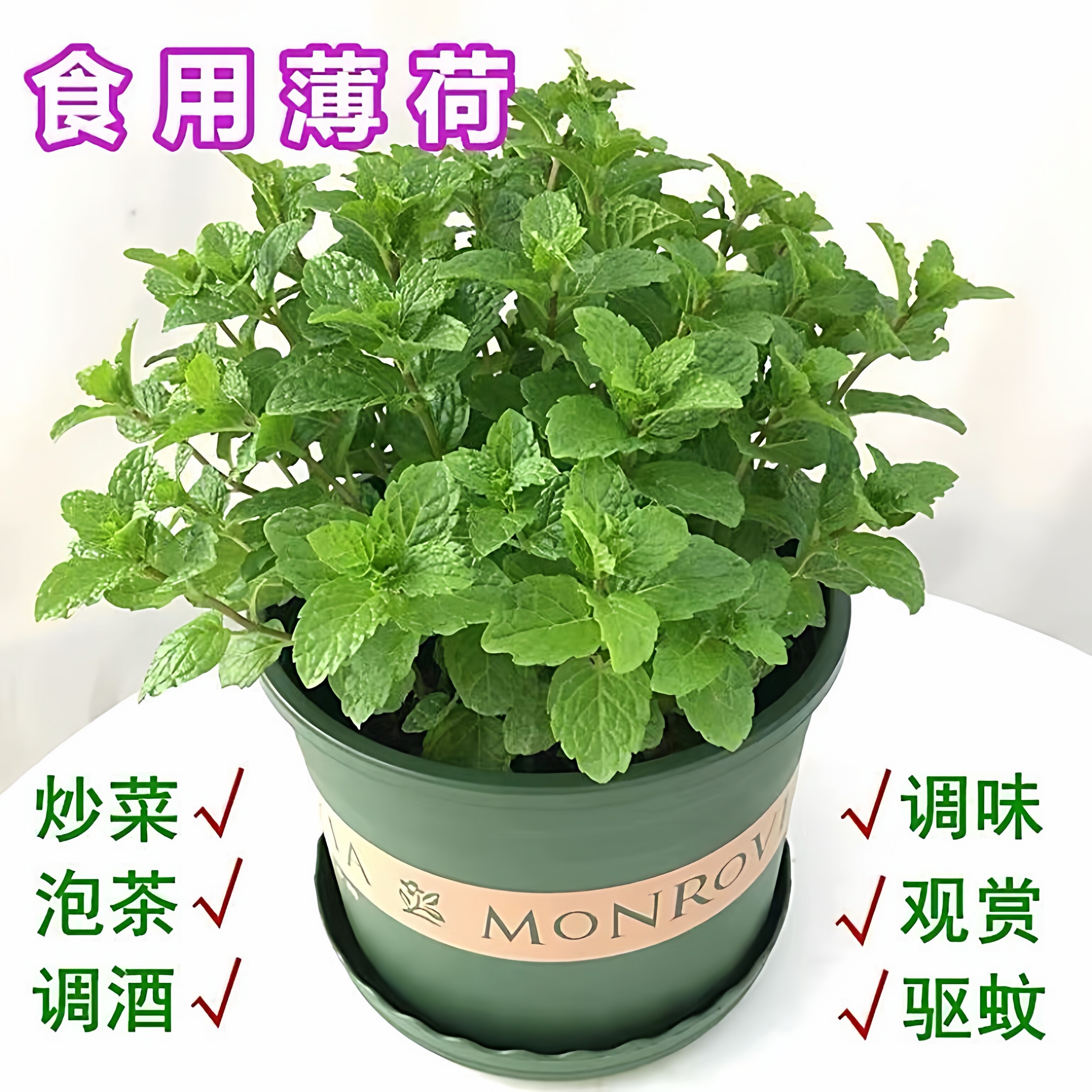 食用薄荷盆栽苗室内绿植多功能调桌面绿植