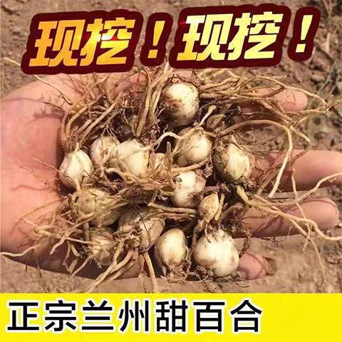 兰州百合球茎带根须可种植球茎食用百合农家自种百合带根土