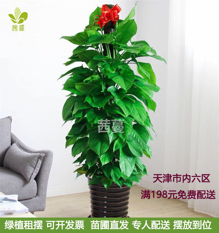 大叶绿萝柱大型绿植盆栽天津实体苗圃专人专车配送办公室家庭绿化