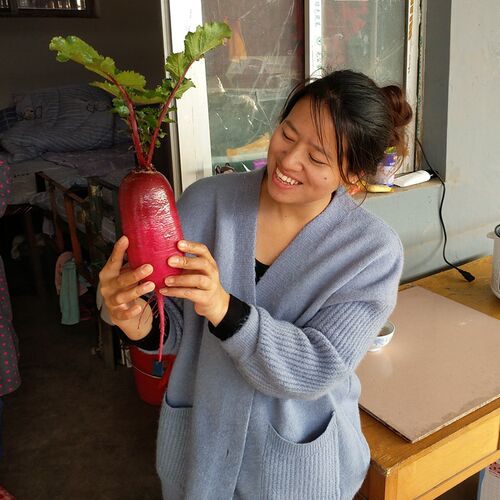 凤梨萝卜红心红皮生食脆甜做泡菜