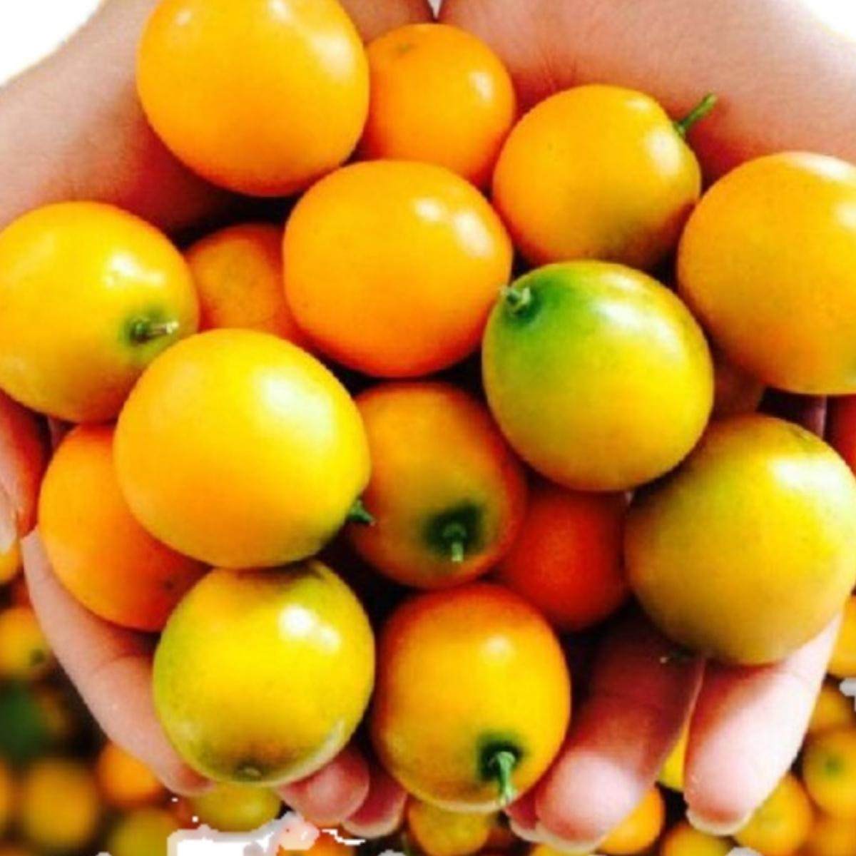 江西宗华牌黄金桔当季新鲜水果纯甜无酸脆皮黄金桔实惠装包邮,水产肉类/新鲜蔬果/熟食,桔子,淘宝优惠券,粉丝福利购,淘宝优惠卷