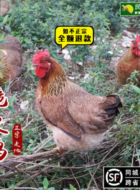 广东果园鸡冷冻白切鸡新鲜月子鸡草鸡走地鸡老母土鸡散养顺丰包邮