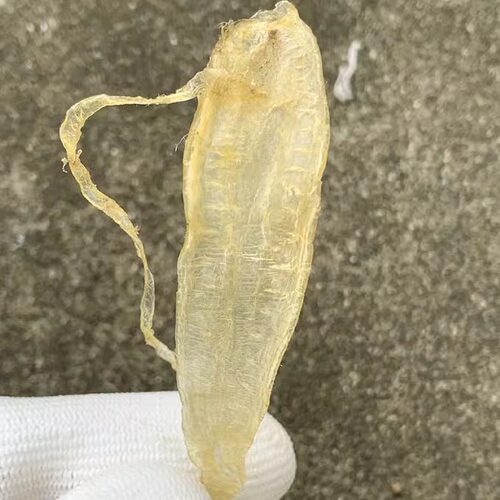 自晒豆仁胶无药水黄鱼胶黄花胶