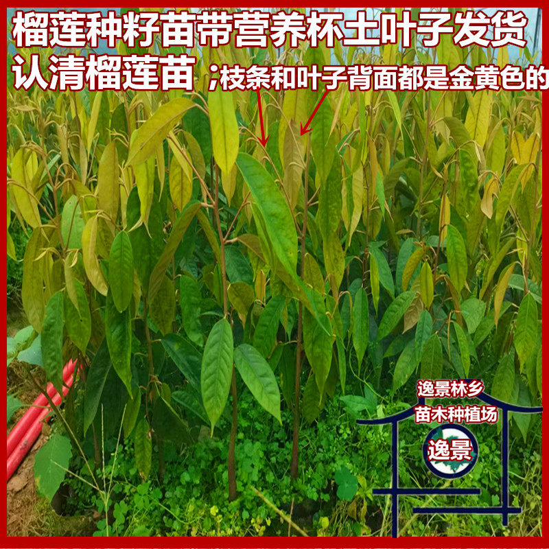 榴莲种籽苗带营养杯土成活率高