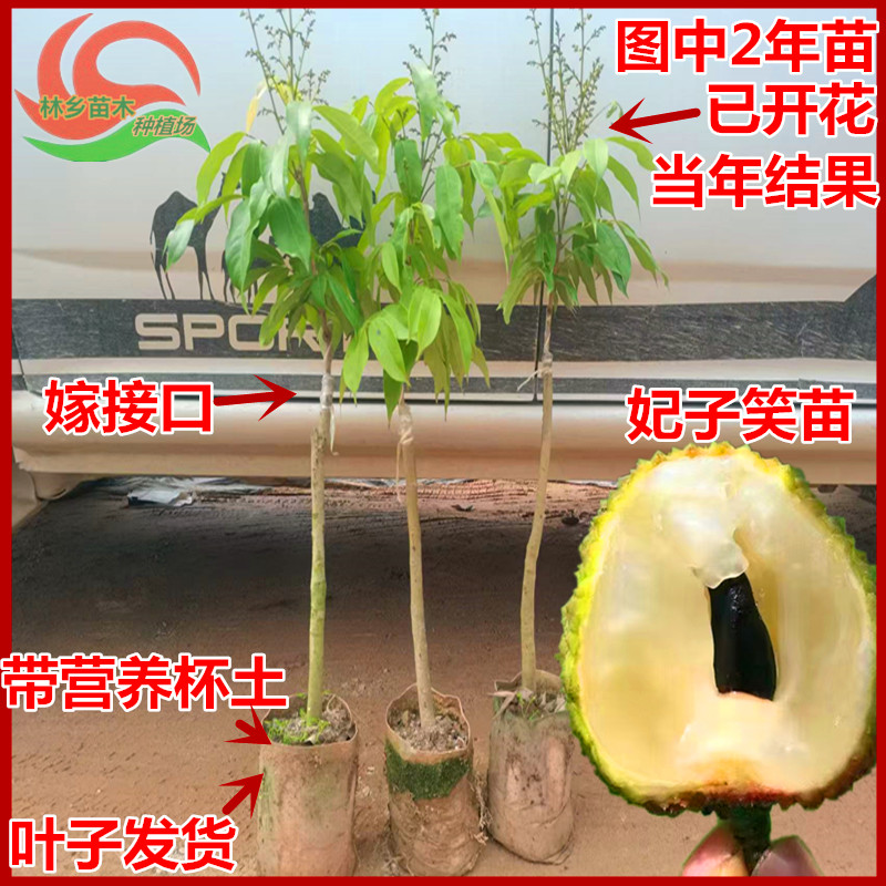旺顺果苗常年种植常绿荔枝苗高产