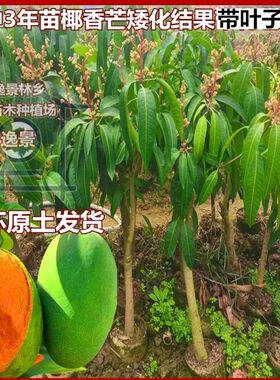 常绿盆地栽芒果树苗旺顺果苗高产