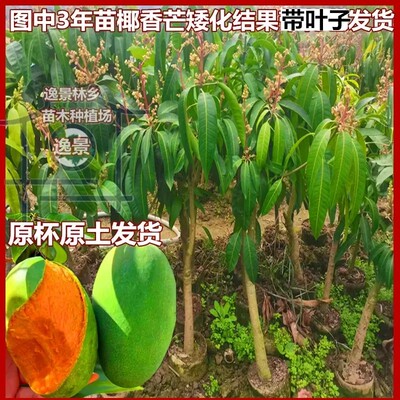 常绿盆地栽芒果树苗旺顺果苗高产
