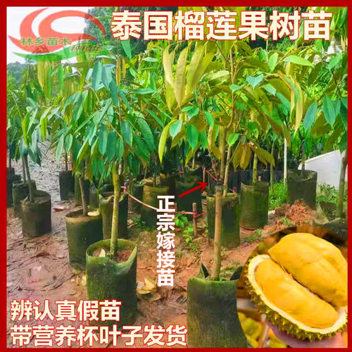 榴莲苗旺顺果苗高产常绿嫁接苗