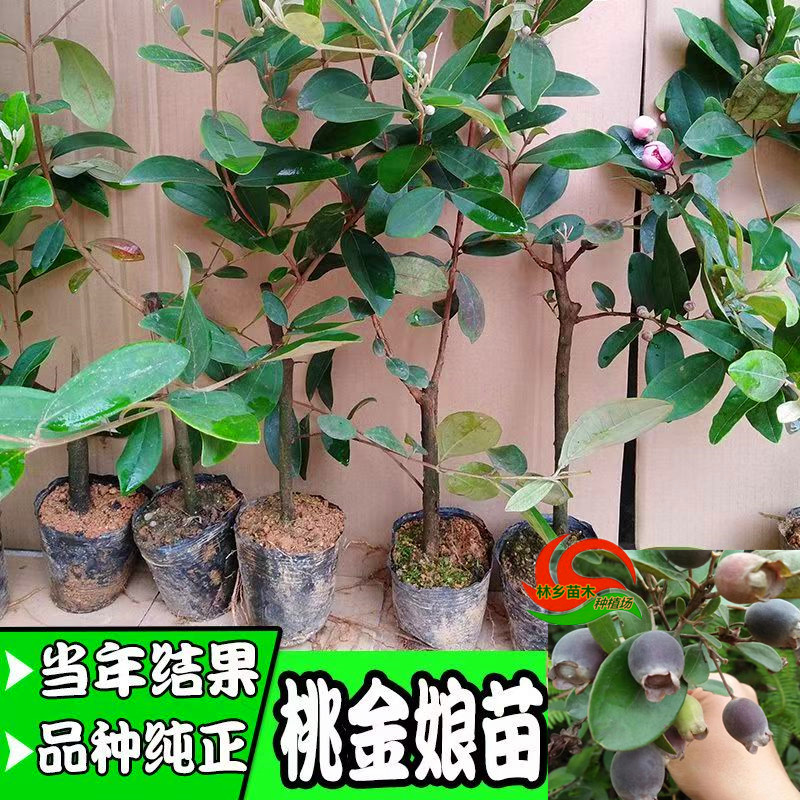 桃金娘果树苗野生灵山捻子苗高产