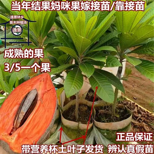 马加纳妈咪果苗常绿嫁接苗高产