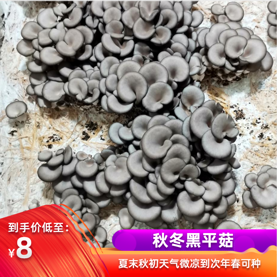 在家好养活菌种食用菌