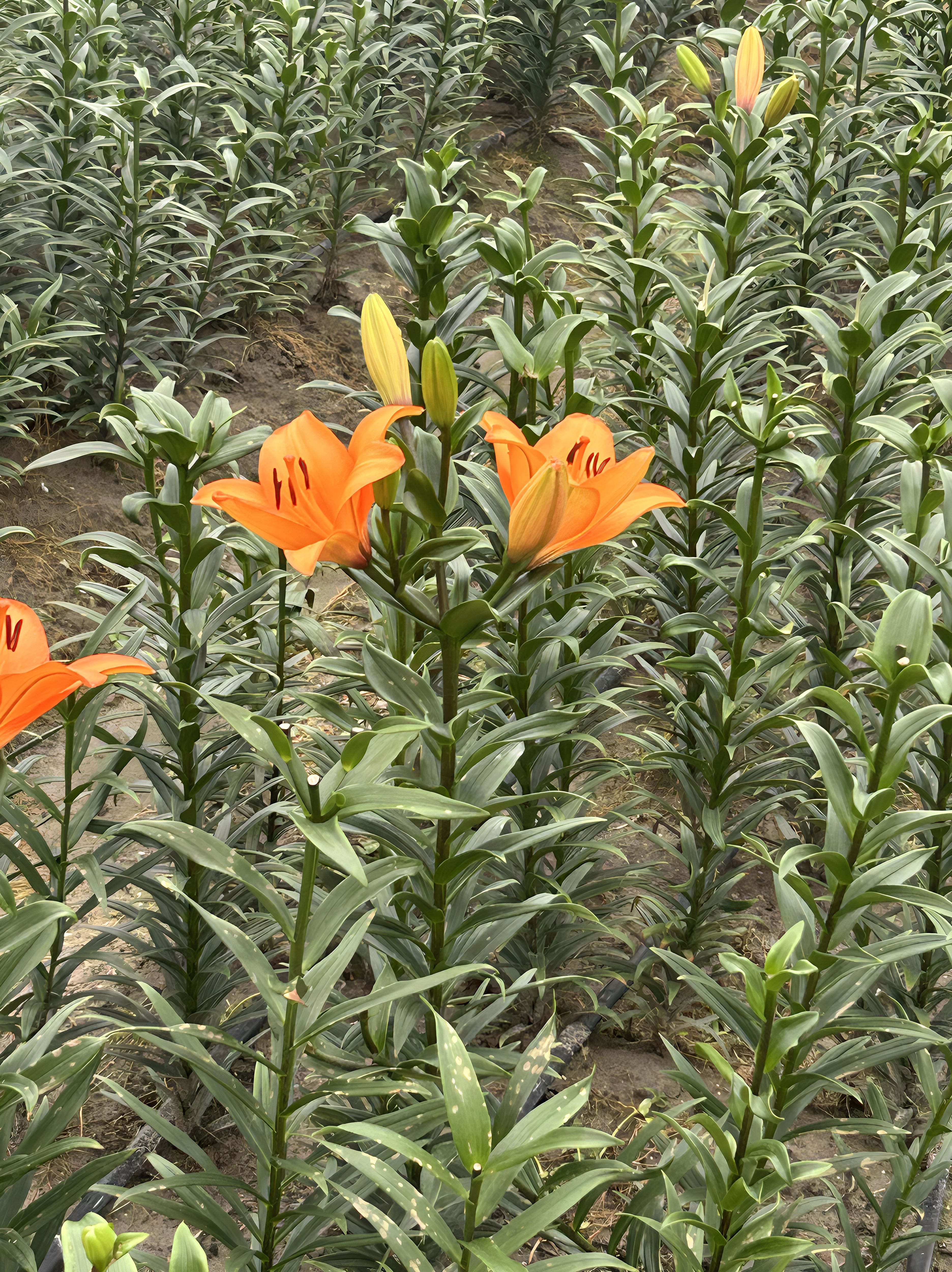百合花种球可食用甜百合新鲜百合图片