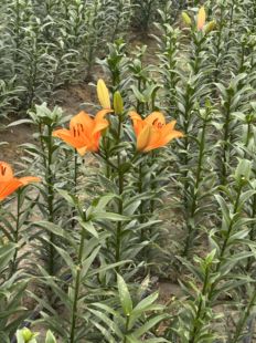 百合花种球可食用甜百合新鲜百合